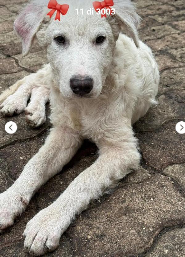 Femmina 6Mesi Paralizzata  Presto In Canile Calabria